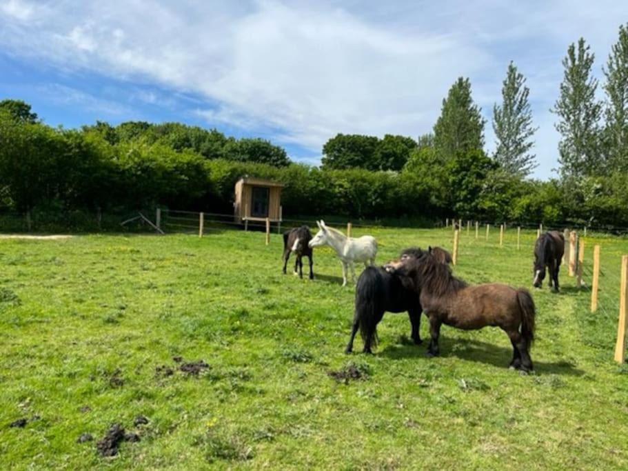 Neddys Rest Luxury Horsebox Stay Battle Exterior foto